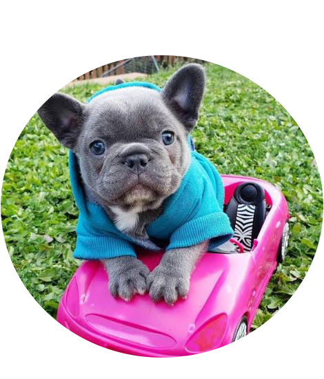French Bulldog puppies for sale in USA French Bulldog puppies for sale in USA