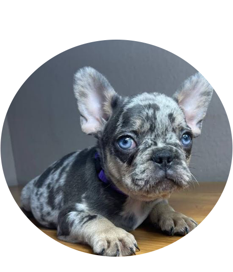 Buy French Bulldog Puppies In USA Buy French Bulldog Puppies In USA