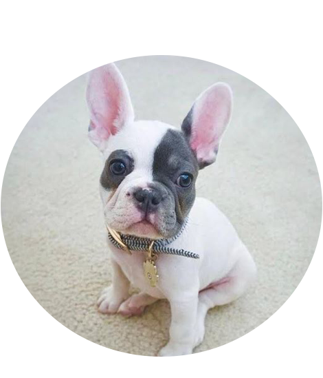 3a Buy french bulldog online USA