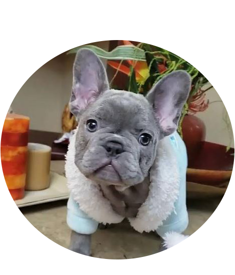 French Bulldog Puppies For Sale In USA French Bulldog Puppies For Sale In USA