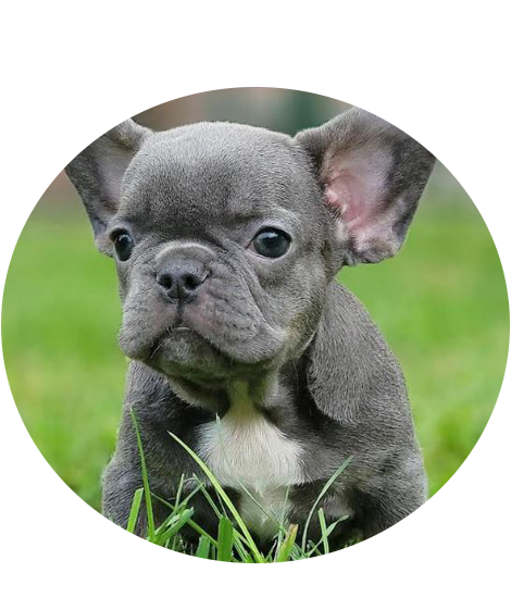 Buy french bulldog puppies for sale in USA