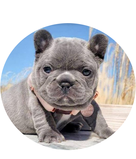 Buy French Bulldog Puppies In USA Buy French Bulldog Puppies In USA