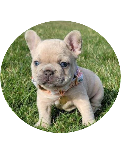 French Bulldog puppies for sale In USA French Bulldog puppies for sale In USA