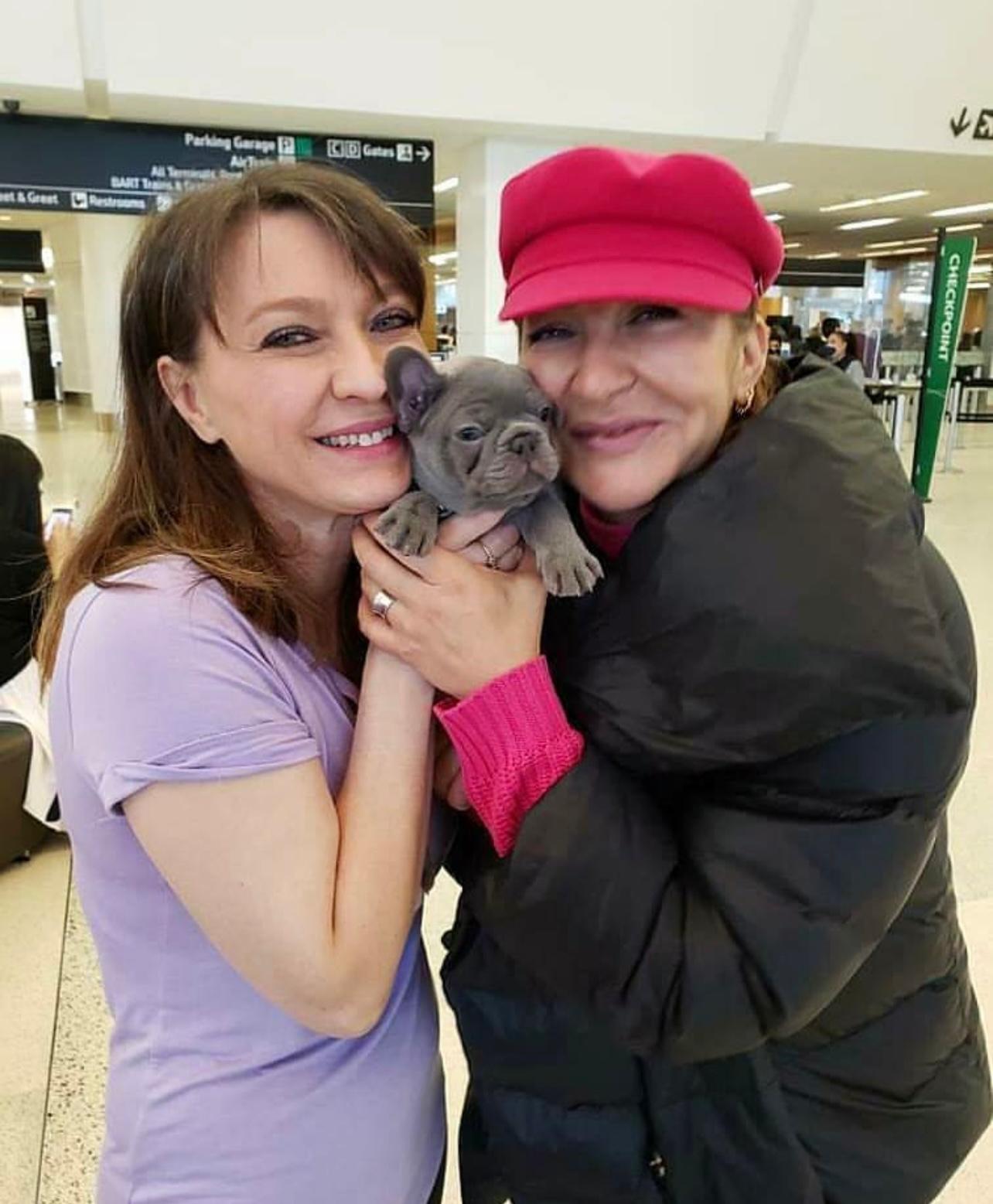 Buy French Bulldog Puppies sale