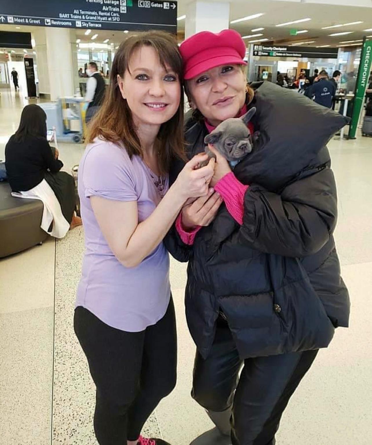 Buy French Bulldog Puppies sale