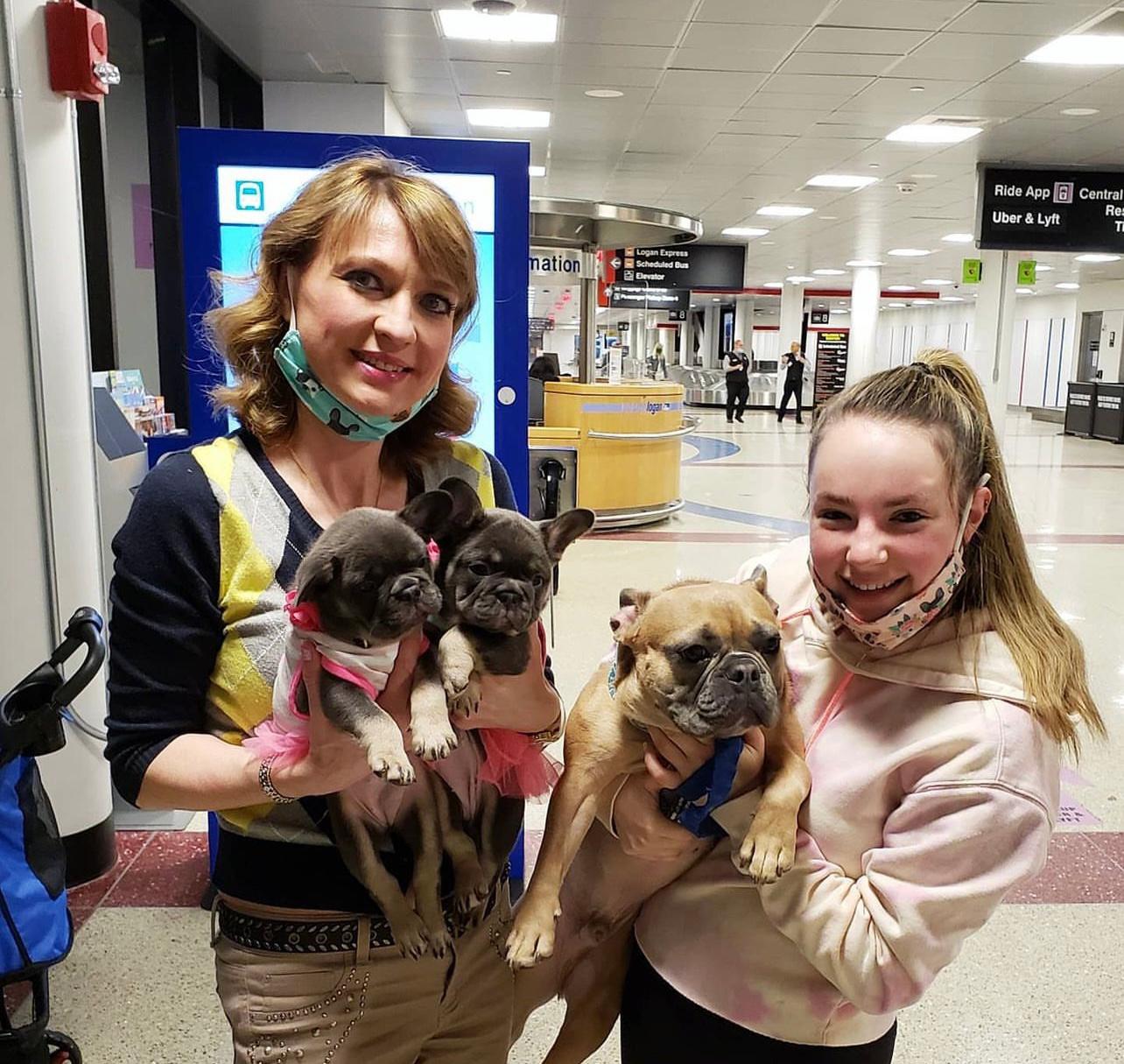 Buy French Bulldog Puppies sale