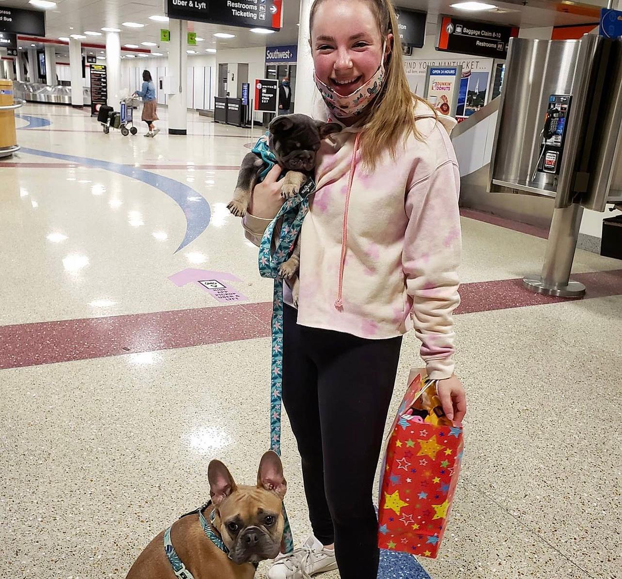 Buy French Bulldog Puppies sale