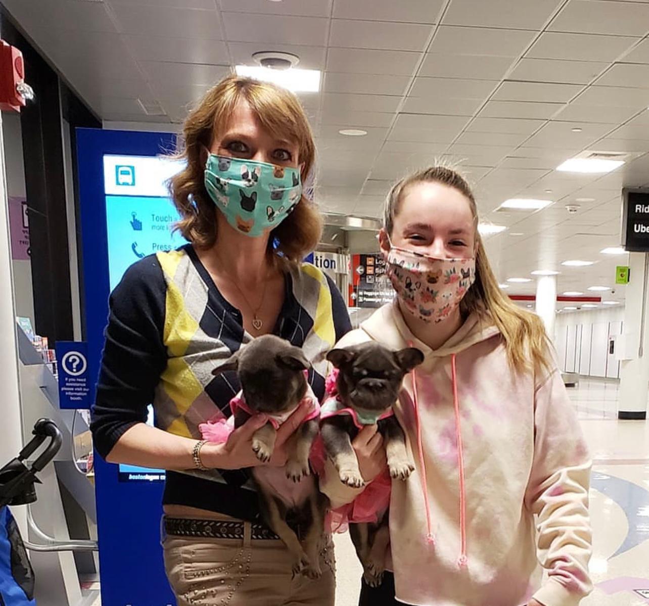 Buy French Bulldog Puppies sale