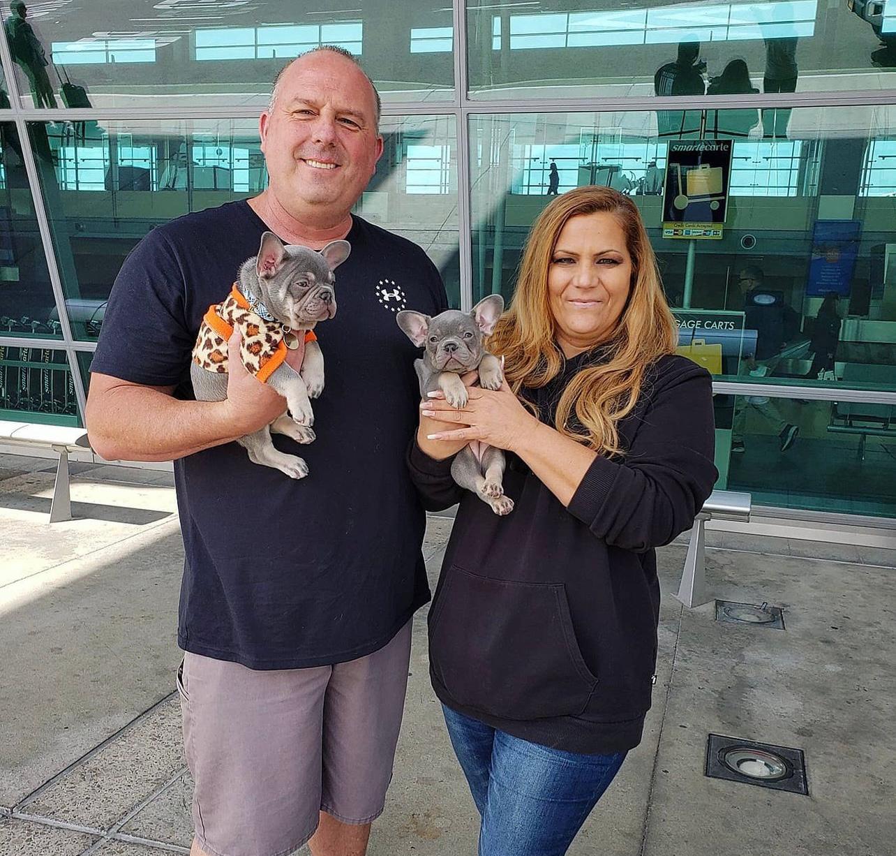 Buy French Bulldog Puppies sale