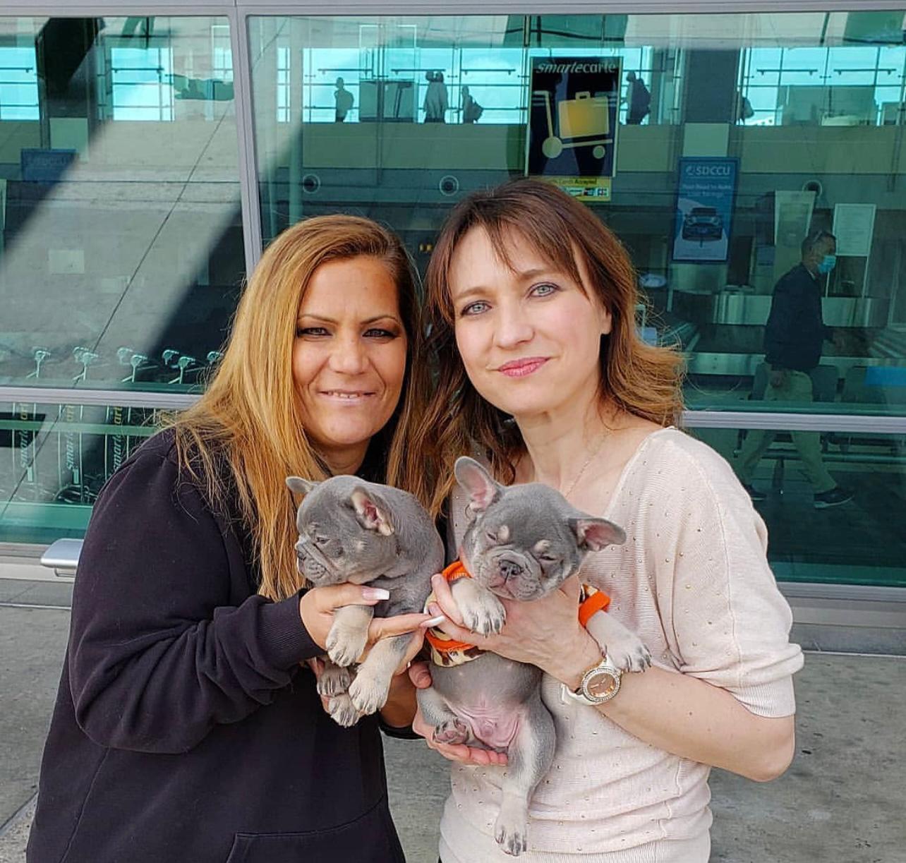 Buy French Bulldog Puppies sale