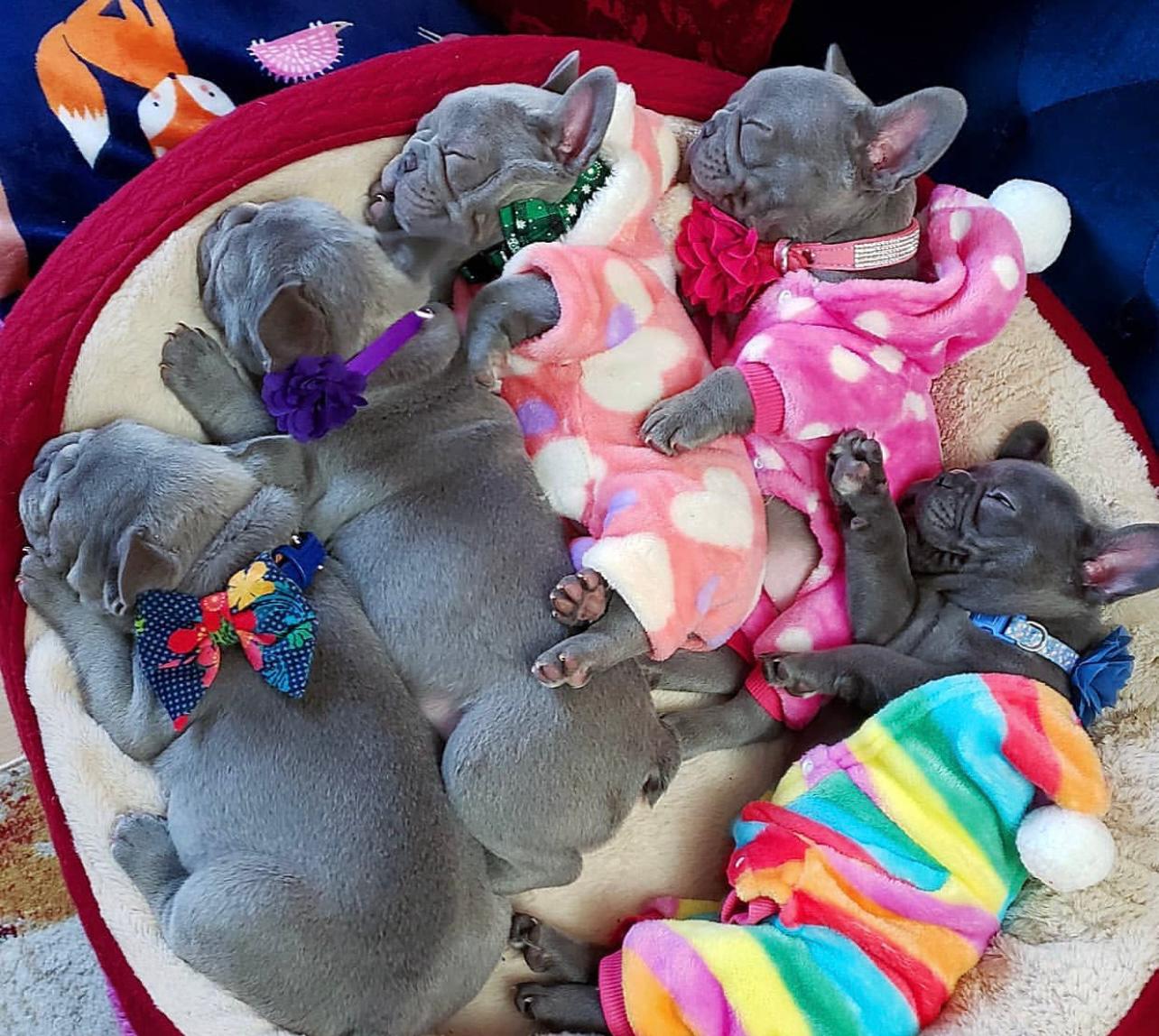 Buy french bulldog puppies for sale