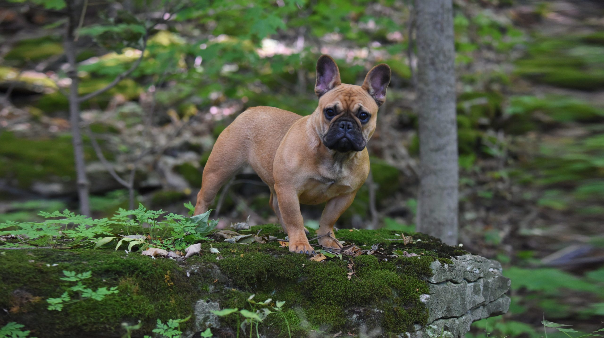 Buy French Bulldog Online USA