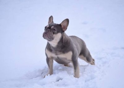 French bulldog for sale