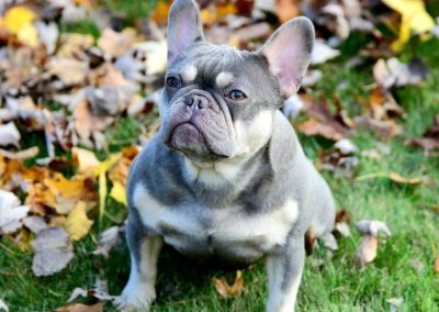 French bulldog for sale