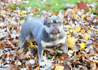 French bulldog for sale