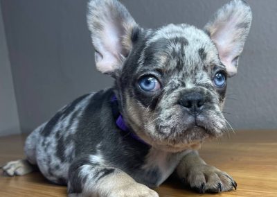 Buy french bulldog online USA