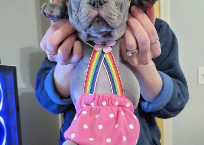 French bulldog puppies for sale in USA
