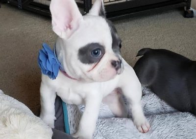 French bulldog puppies for sale in USA