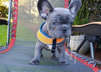 French bulldog puppies for sale in USA