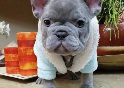 French bulldog puppies for sale in USA