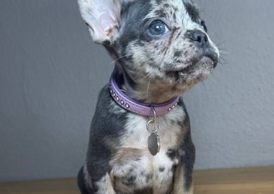 Buy French Bulldog Online USA