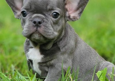 French bulldog puppies for sale in USA