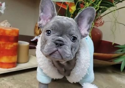 French bulldog puppies for sale in USA