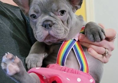 French bulldog puppies for sale in USA