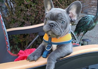 French bulldog puppies for sale in USA