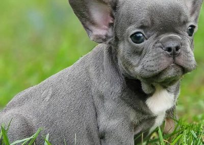 French bulldog puppies for sale in USA