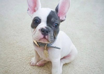 French bulldog puppies for sale in USA