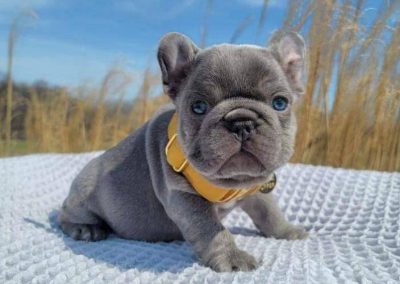 French bulldog puppies for sale in USA