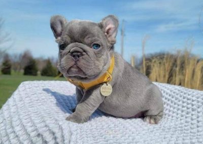 French bulldog puppies for sale in USA