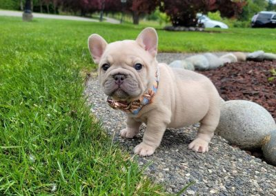 French bulldog puppies for sale in USA