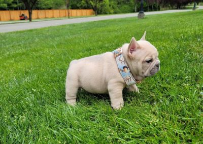 French bulldog puppies for sale in USA
