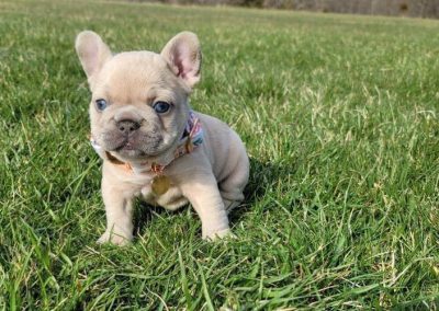 French bulldog puppies for sale in USA