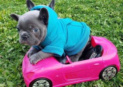 French bulldog puppies for sale in USA