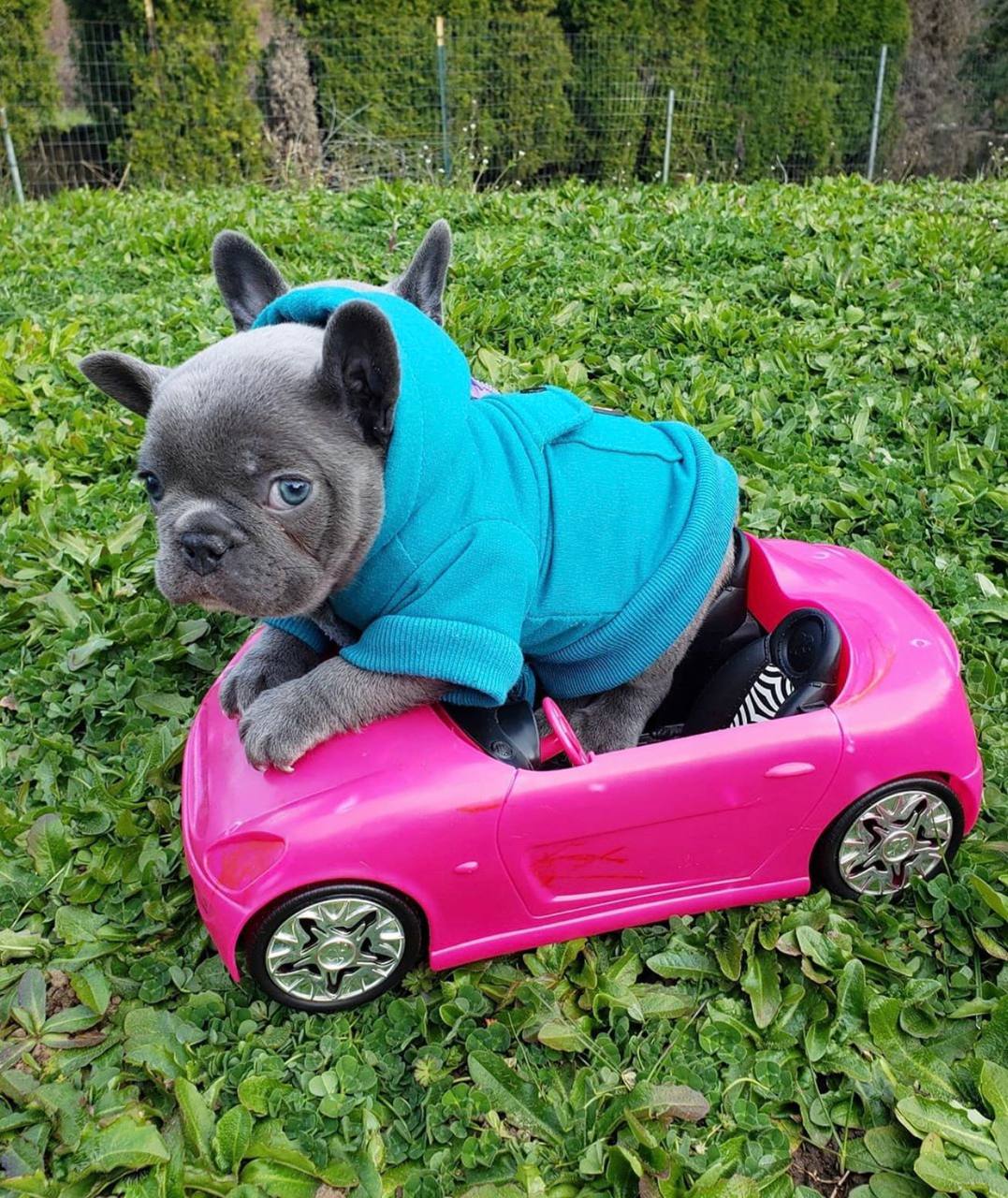 French bulldog puppies for sale in USA