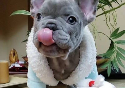 French bulldog puppies for sale in USA