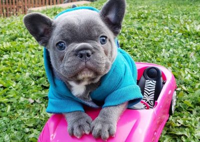 Buy french bulldog online in USA