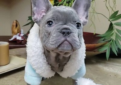 French bulldog puppies for sale in USA